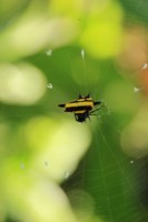 /album/kuranda/img-2739-533x800-jpg/